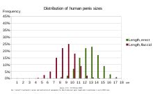 ペニス 18cm|Human penis size